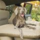Inflatable Rear Seat Air Mattress - Full-Size. Fits SUV's & Full-size Trucks